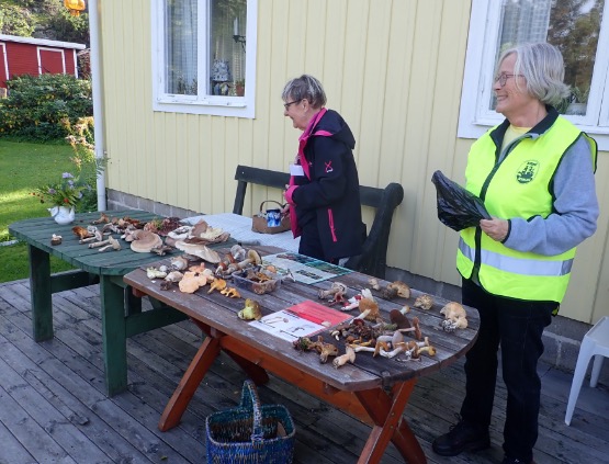 Dagens fångst uppradad på bordet